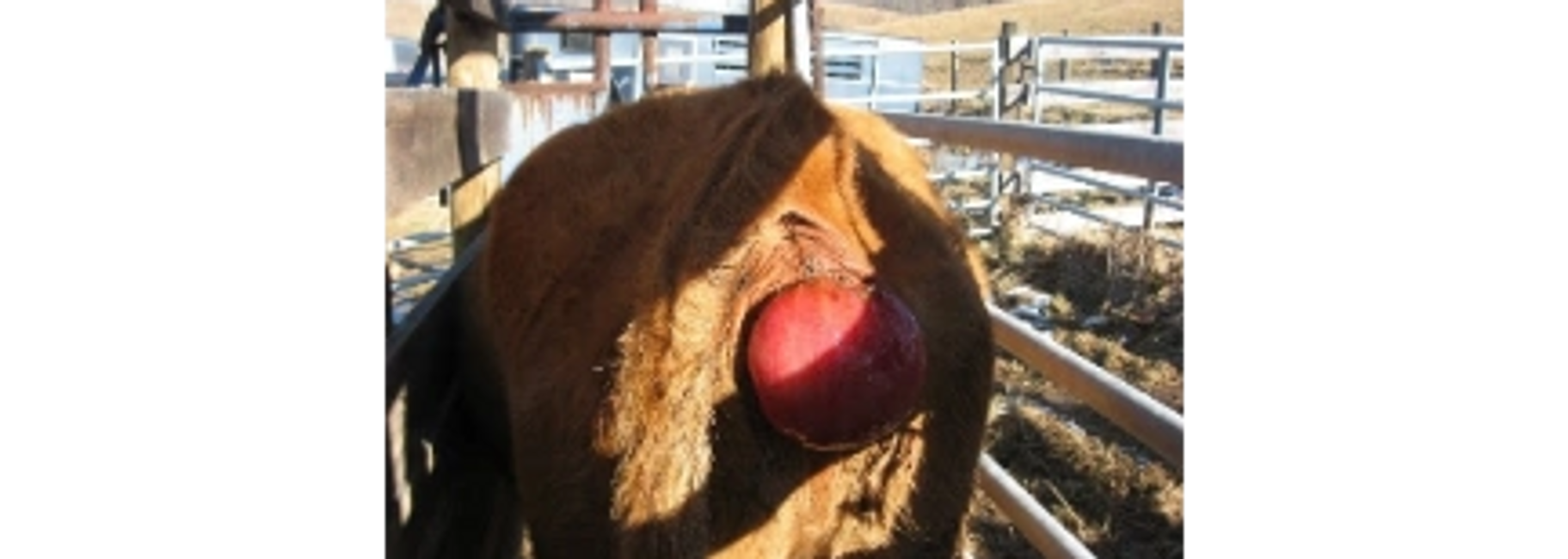 Prolapses Cheyenne River Animal Hospital